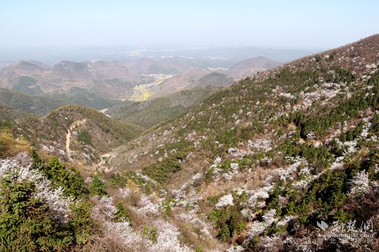 山上櫻花，山下油菜.jpg