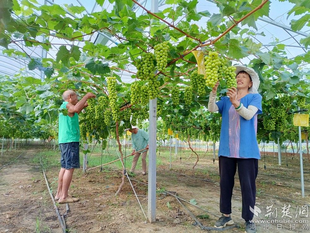 西王村陽光玫瑰葡萄園。通訊員 程愛華 攝.jpg.jpg