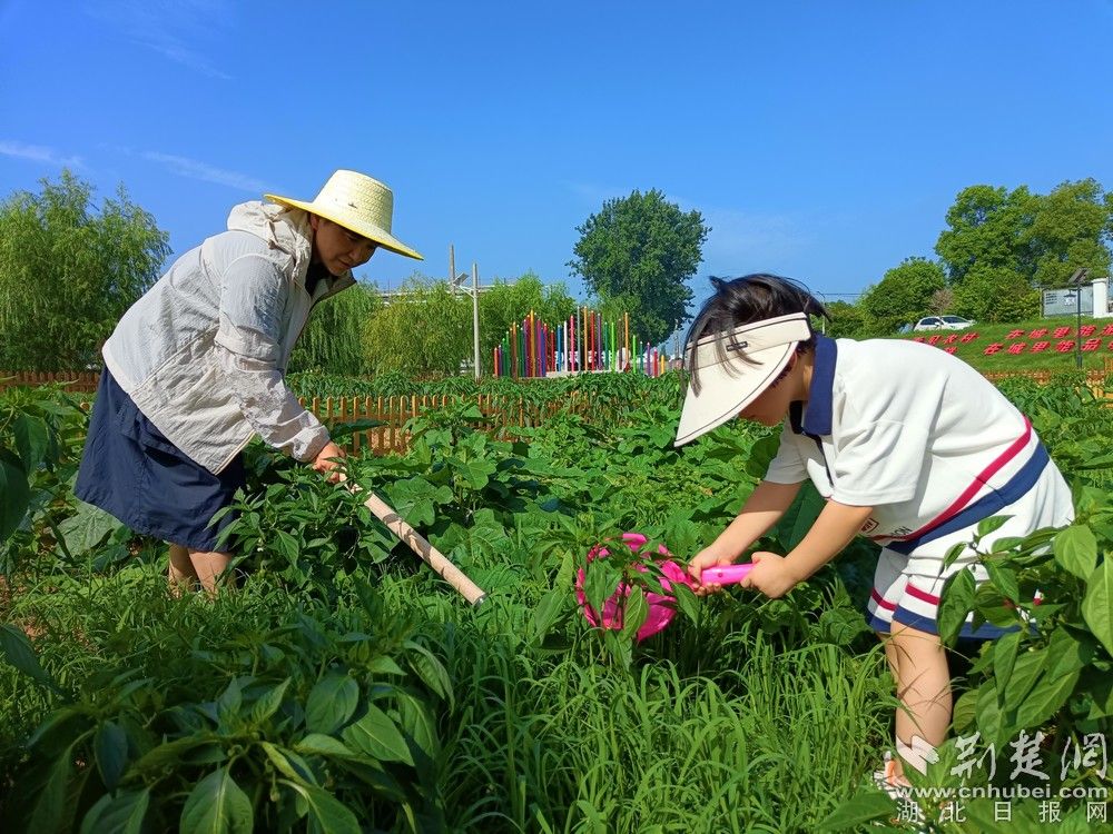 市民帶孩子在共享菜園里鋤草、澆水。通訊員 程愛華 攝.jpg.jpg